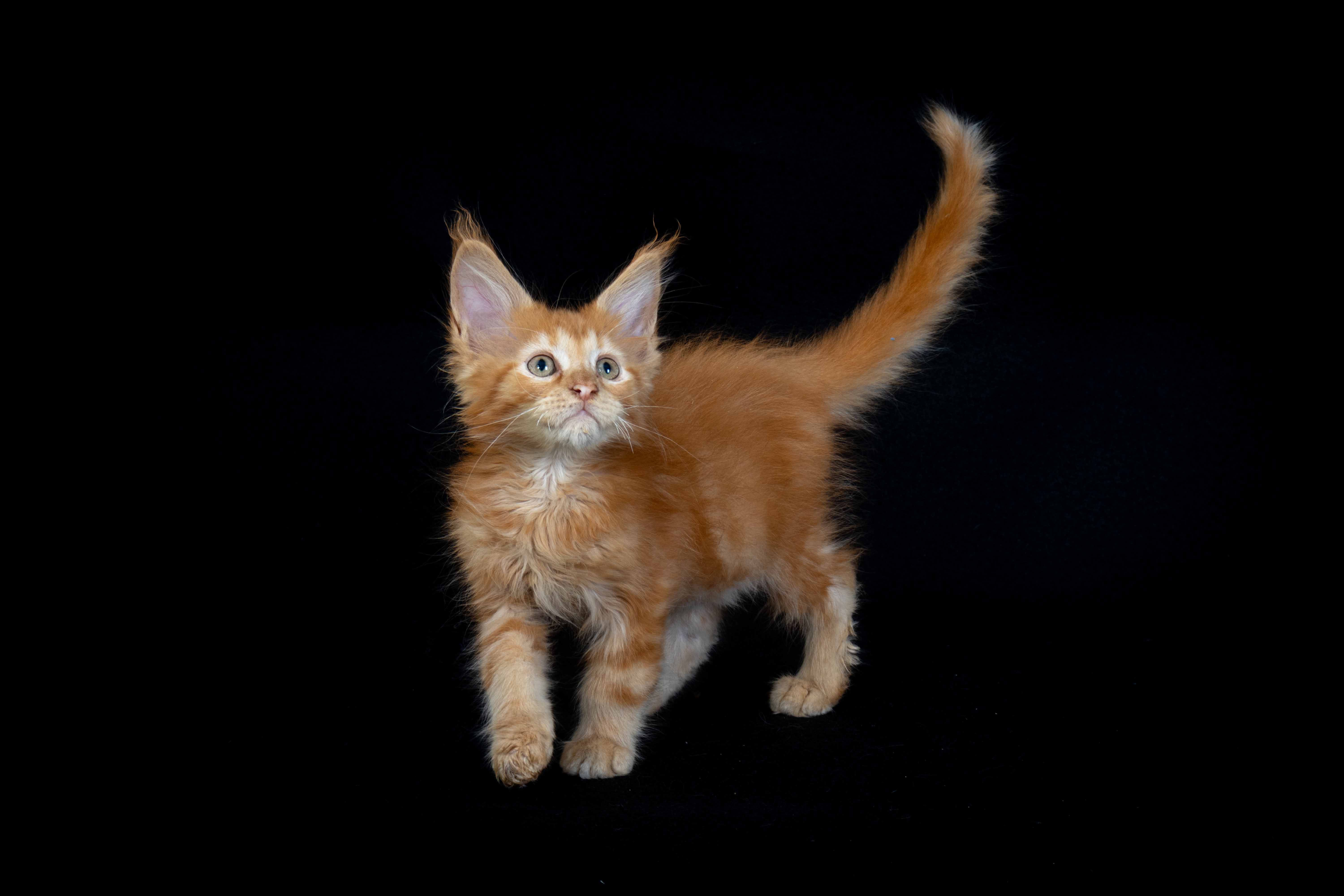 Filhote maine coon